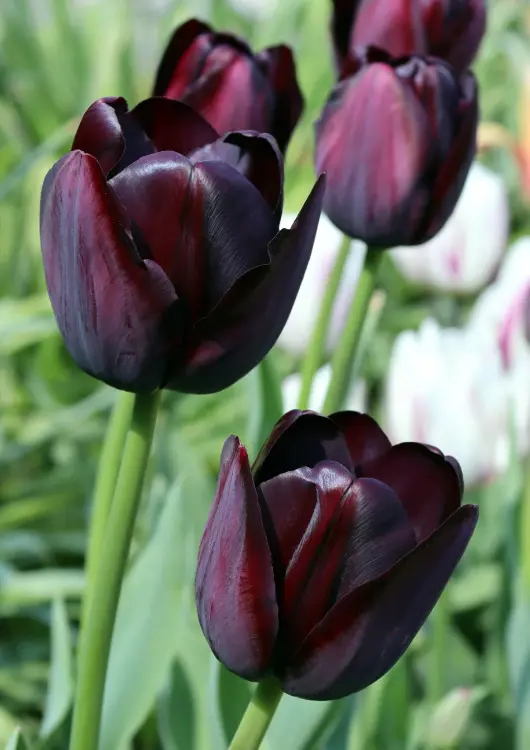 Les bulbes de Prestige Amaryllis