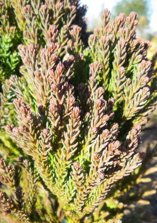 Les conifères de la pépinière Atypique Flore