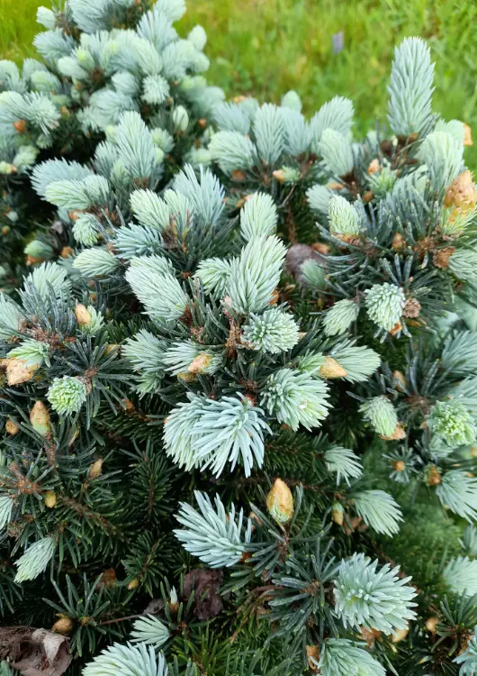 Les conifères de la pépinière Atypique Flore