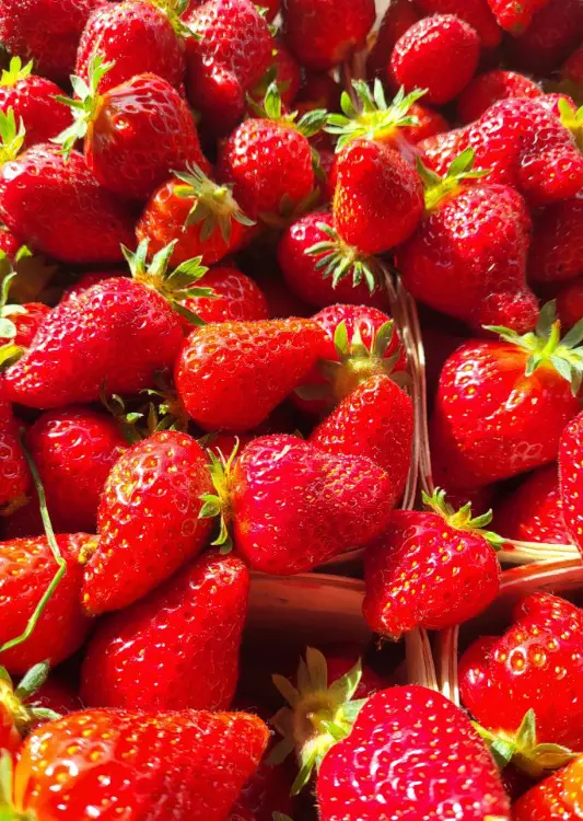 Cueillette de fraises chez Xena Floral