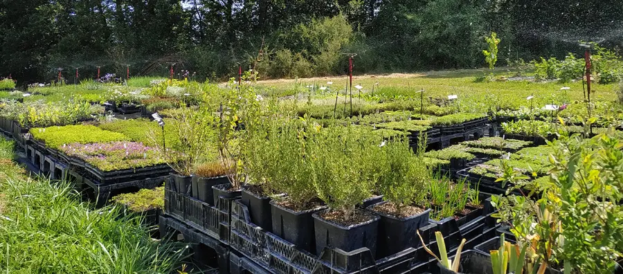 Cultures d'Aromaticulture