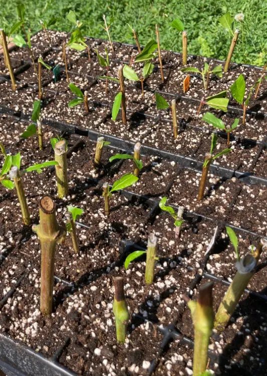 Productions de la P&eacute;pini&egrave;re Pomaria