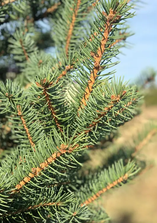 Épicéa cultivé par Sapins du Sud