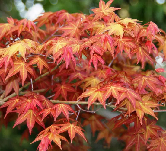 Les &eacute;rables du Japon des P&eacute;pini&egrave;res Maymou