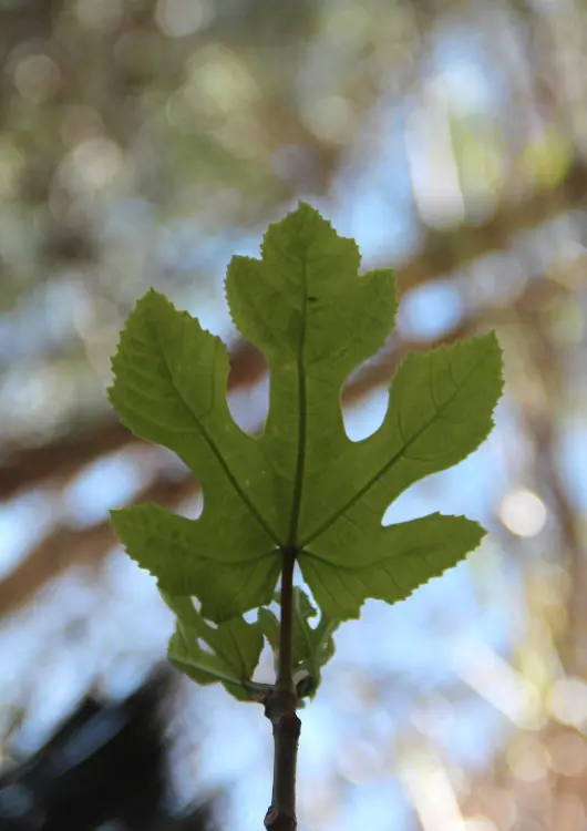 Les Pépinières Figoli