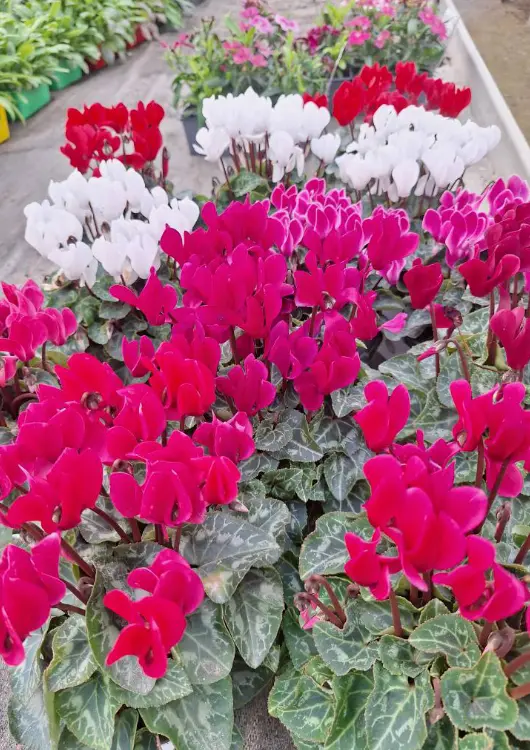 Les fleurs de saison des P&eacute;pini&egrave;res de Vair-sur-Loire