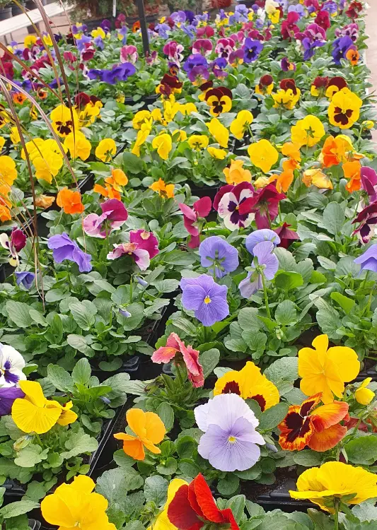 Les fleurs de Jardins Delacour