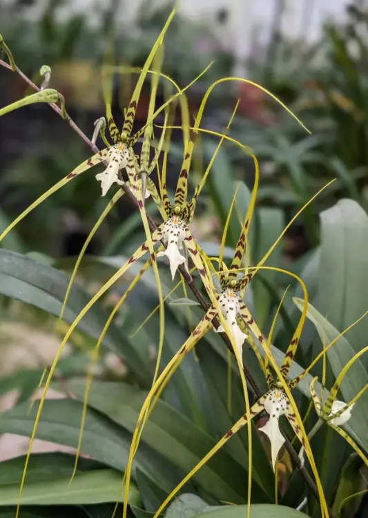 Les Orchid&eacute;es de la Belle &Eacute;toile