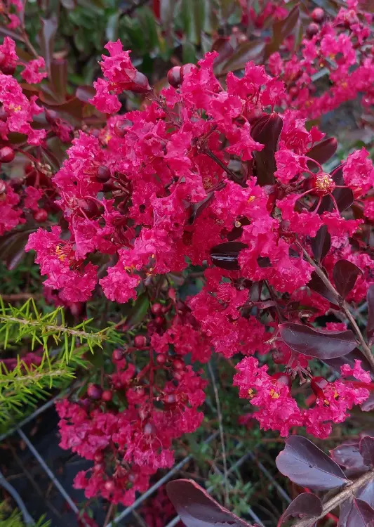 Végétaux de la Pépinière Végétal 85