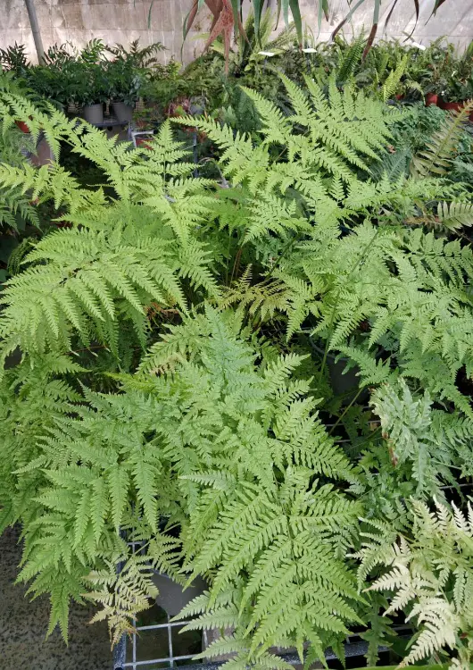 Les plantes de la P&eacute;pin&egrave;re Ezavin, le Monde des Foug&egrave;res