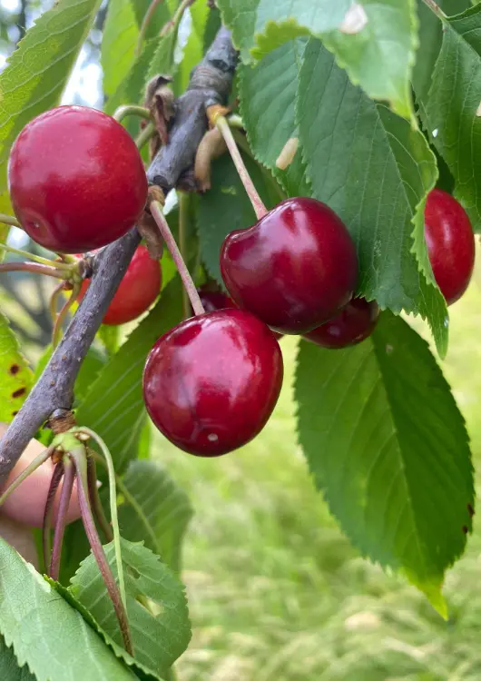 Les arbres fruitiers bio des P&eacute;pini&egrave;res Baltet-Dumont
