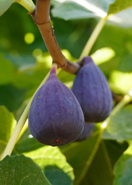 Les fruitiers de la P&eacute;pini&egrave;re Atmosvert