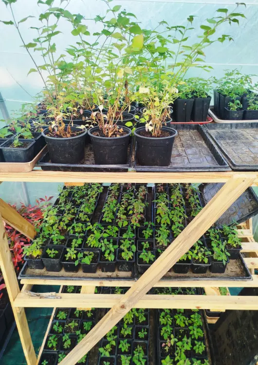 Les arbres de la pépinière Les Bons Plants