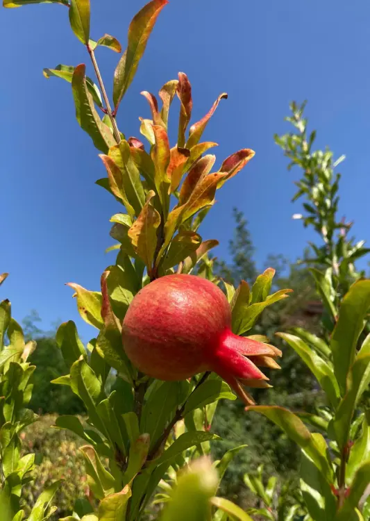 Les fruitiers de la P&eacute;pini&egrave;re Pomaria