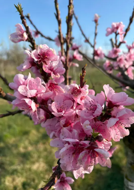 Les arbres fruitiers bio des P&eacute;pini&egrave;res Baltet-Dumont