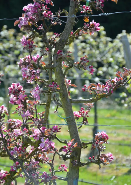 Les fruitiers des P&eacute;pini&egrave;res et Roseraies Georges Delbard