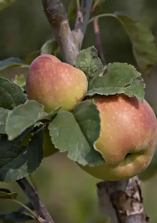 Les fruitiers rares de la P&eacute;pini&egrave;re de Haute-Provence