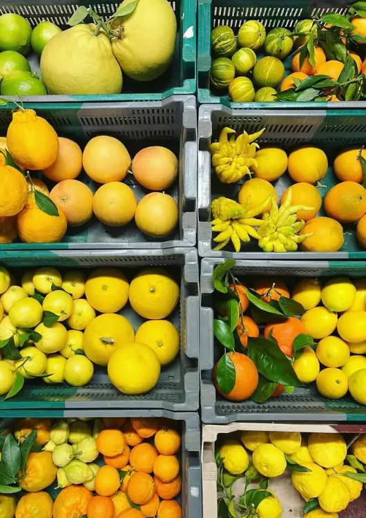 Les fruits d'Agrumes Vessi&egrave;res