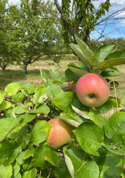 Les arbres fruitiers bio des P&eacute;pini&egrave;res Baltet-Dumont