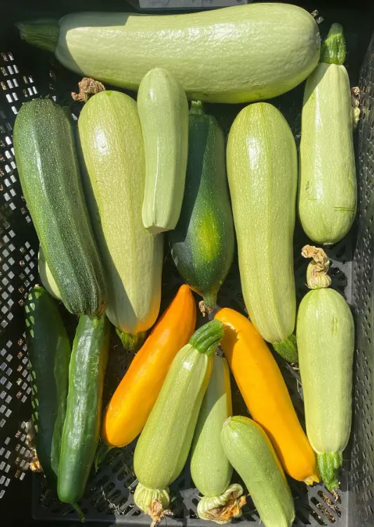 Graines potag&egrave;res de Jardi Sem