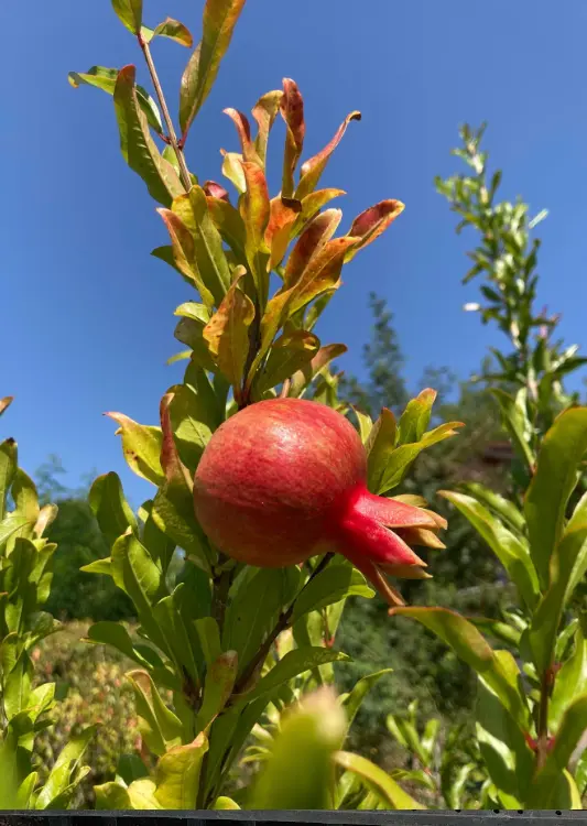 Les grenadiers des P&eacute;pini&egrave;res Quissac