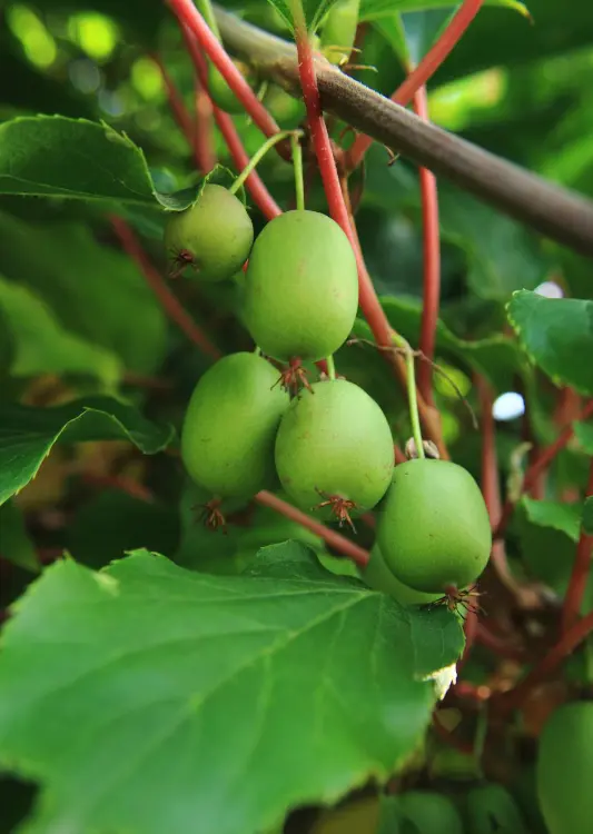 Kiwai Actinidia Arguta de la P&eacute;pini&egrave;re Atmosvert