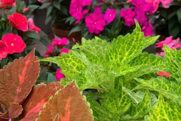 La Jardinerie Toulousaine
