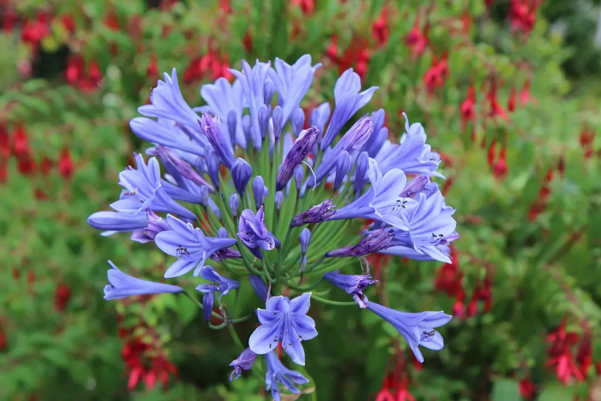 La Joyeuse Pépinière