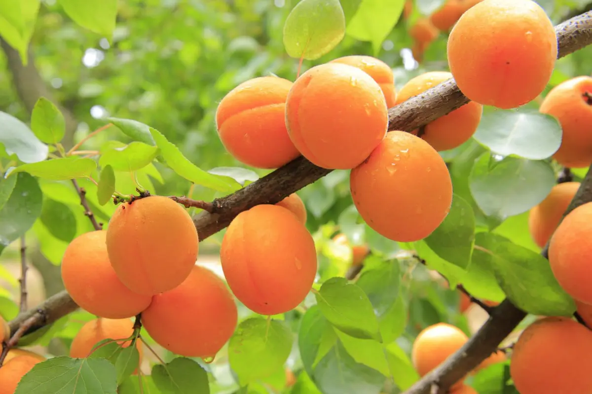 Pépinière de Haute-Provence