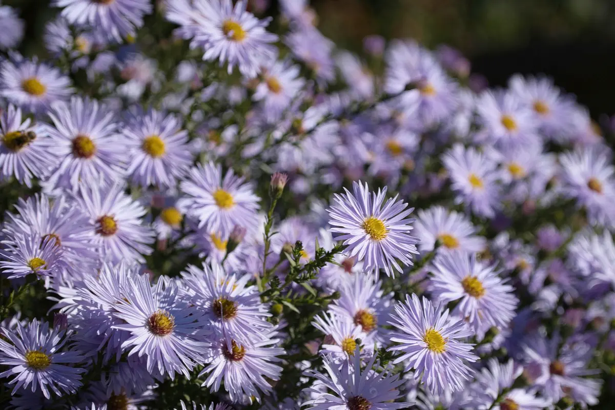 Pépinière Végétal 85