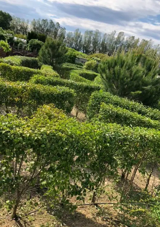 Les Labyrinthes aux 1000 fleurs
