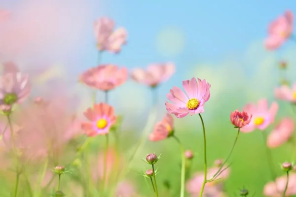 Le Jardin de Chauffin