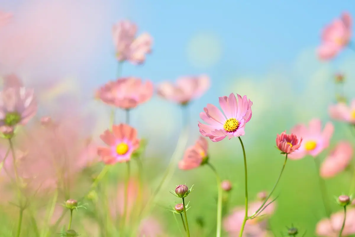 Le Jardin de Chauffin