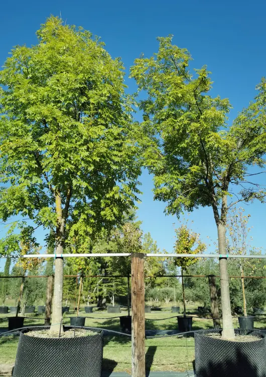 Les arbres de la P&eacute;pini&egrave;re de Haute-Provence