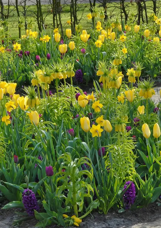 Les bulbes de Prestige Amaryllis