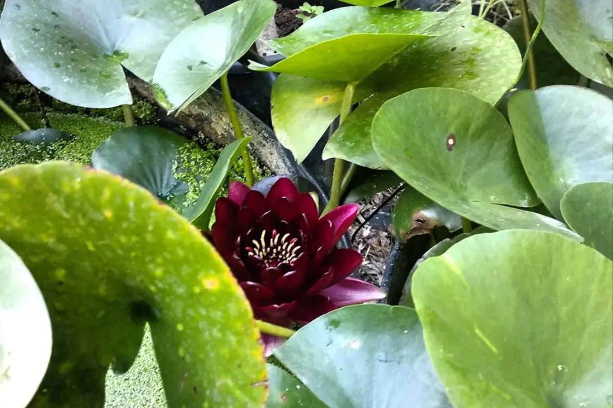 Les labyrinthes aux 1000 fleurs