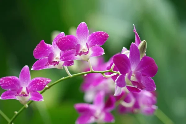 Les Orchidées de la Belle Étoile