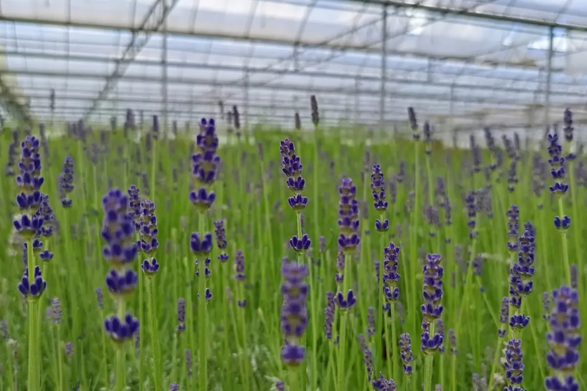 Les Pépinières Croux