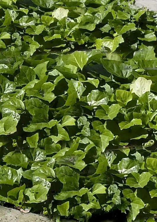 Les lierres de la Boutique du Lierre