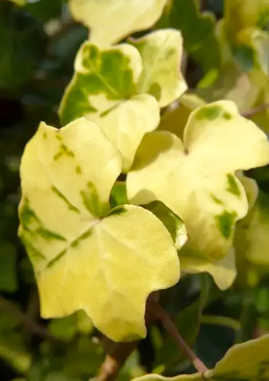 Lierre &agrave; feuillage jaune de la Boutique du Lierre