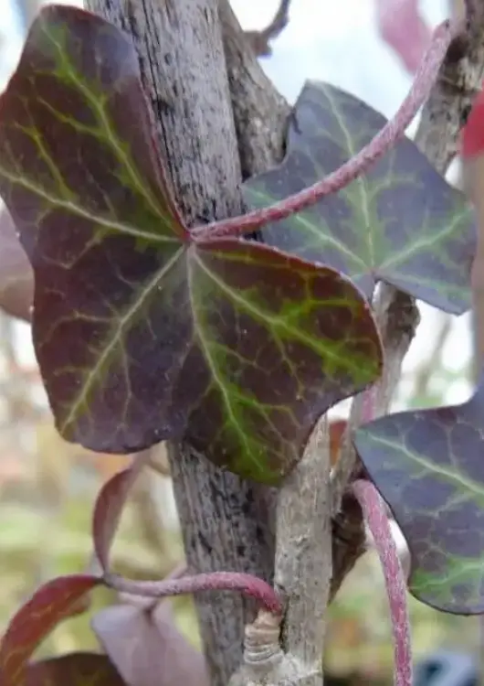 Lierre &agrave; feuillage rouge en hiver de la Boutique du Lierre