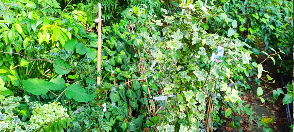 Lierres de la Pépinière Patrick Nicolas