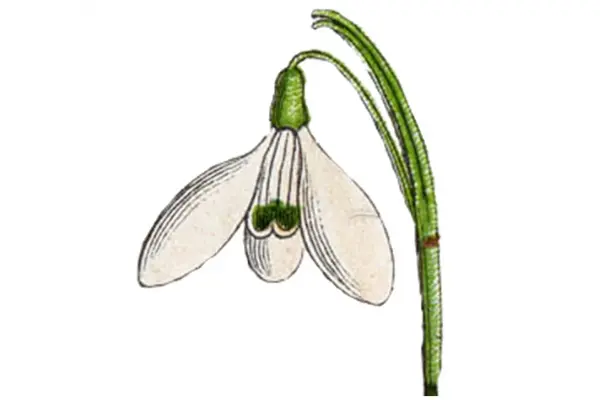 Logo Pépinière Sylvatica Plantes