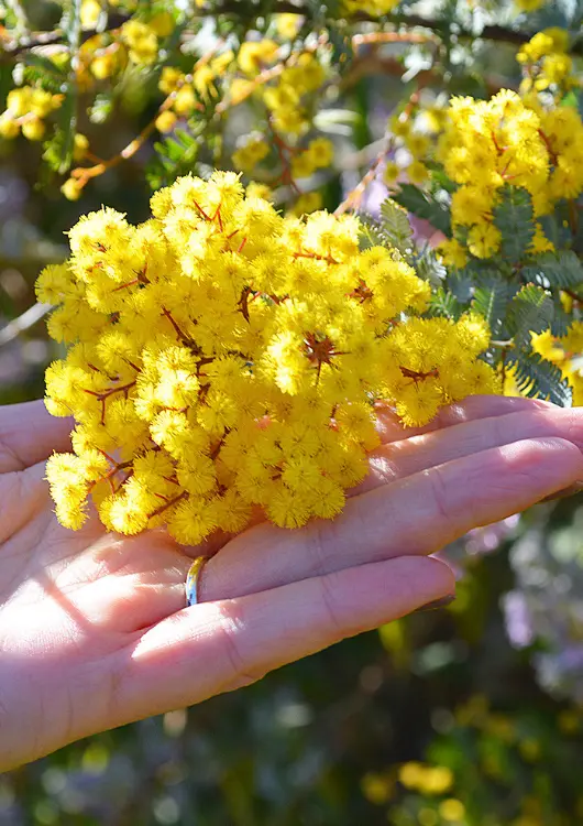 Mimosas des P&eacute;pini&egrave;res Cavatore