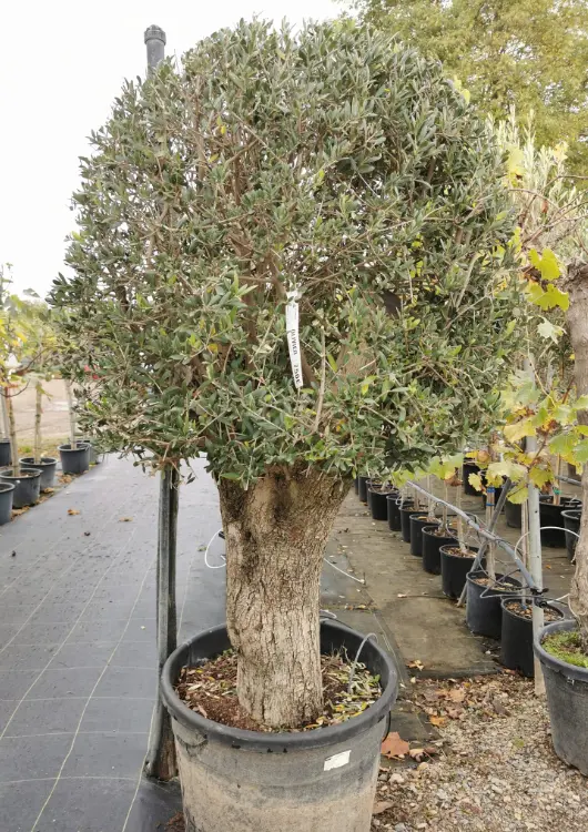 Les oliviers de la P&eacute;pini&egrave;re de Haute-Provence