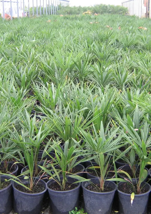 Palmiers des P&eacute;pini&egrave;res La Palmeraie Zen