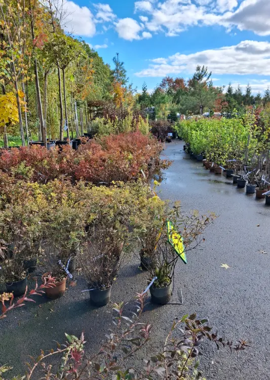 Les végétaux de Tisserant Romaric