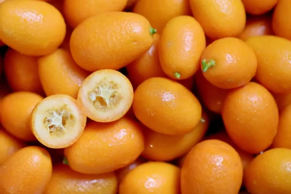 Pépinière Agrumes Vessières