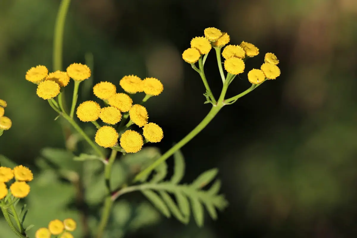 Pépinière de l'Armalette