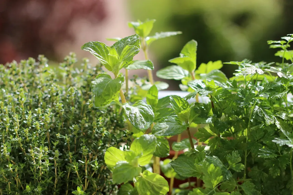 Pépinière Aromaticulture